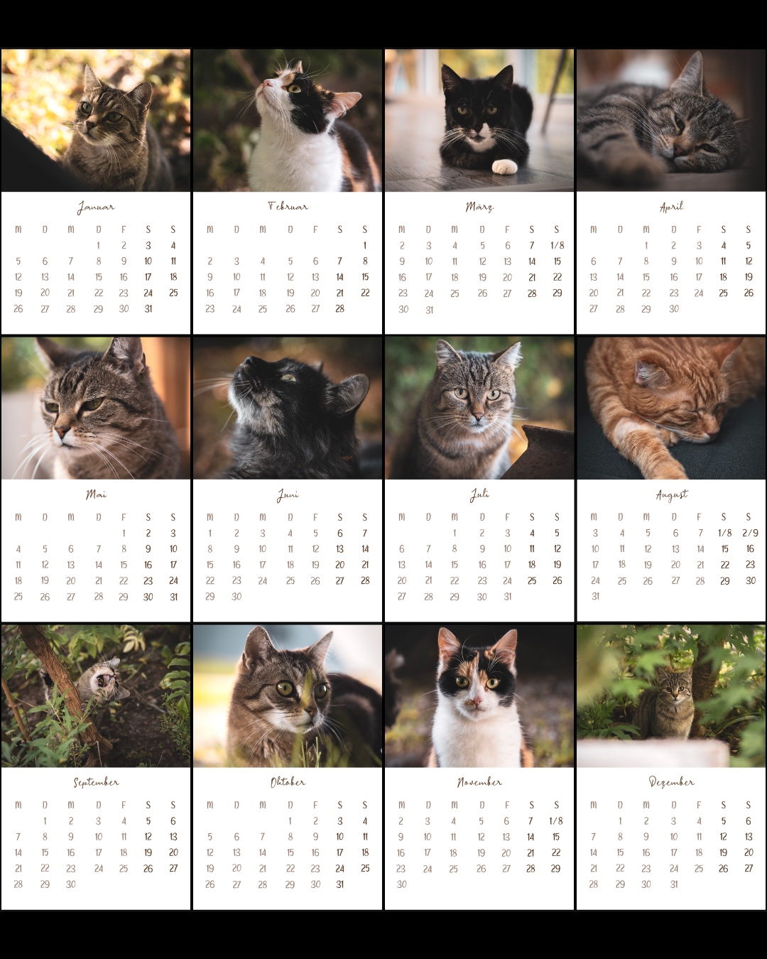Tischkalender 2026 Katzen | Vorbestellung