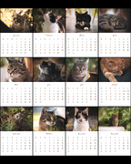 Tischkalender 2026 Katzen | Vorbestellung