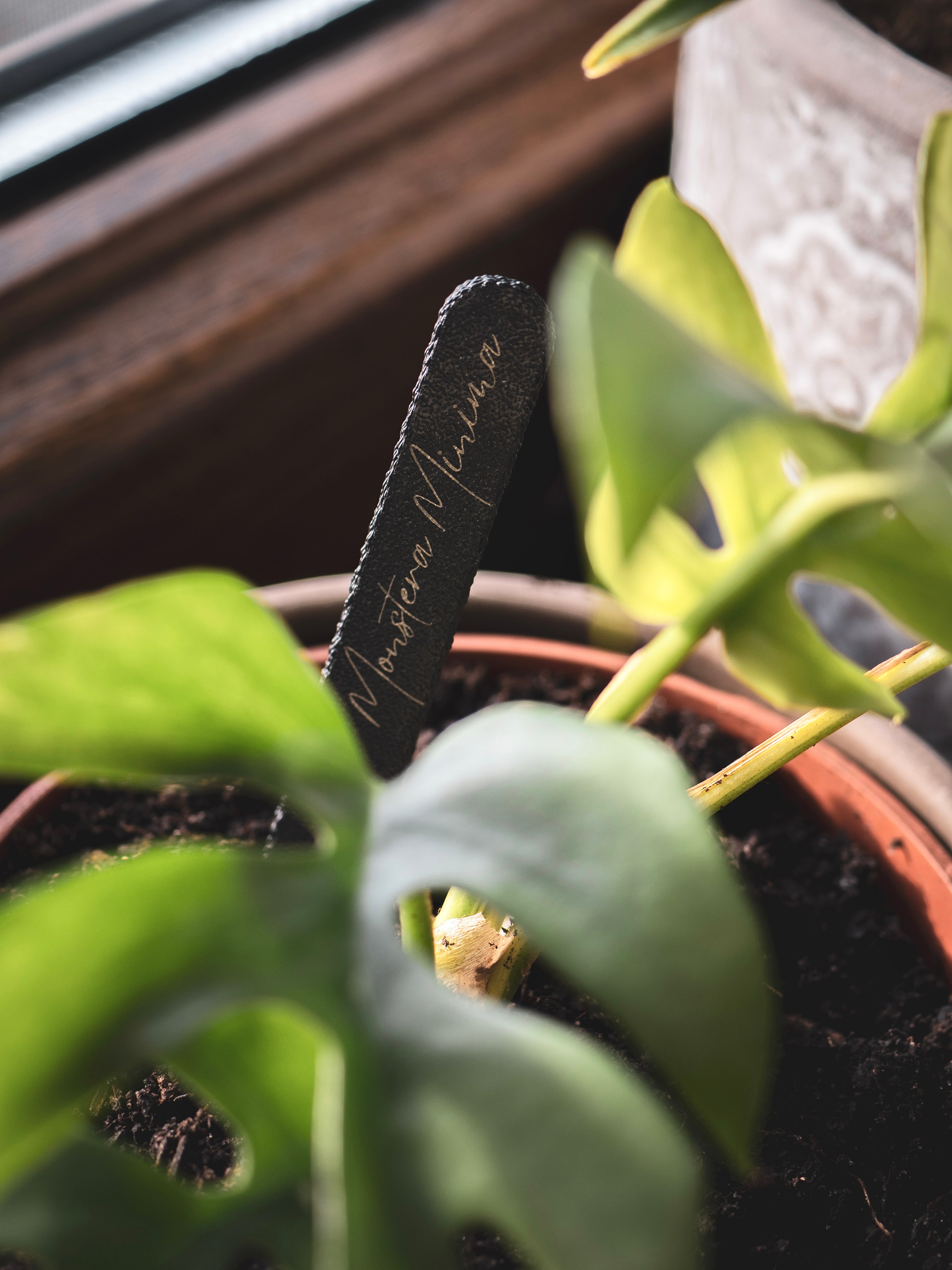 Pflanzenstecker in schwarz | personalisierbar